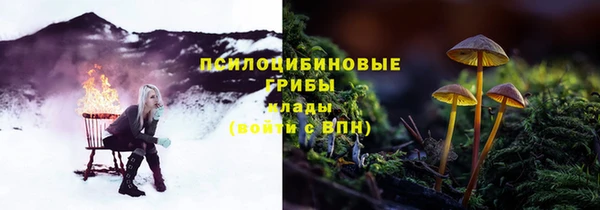 прущие грибы Рославль